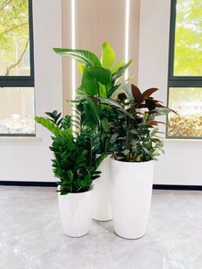 宁波杭州湾绿化养护服务好